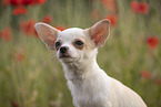 young Chihuahua