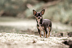 Chihuahua