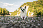 Chihuahua