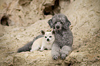 Standard Poodle and Chihuahua