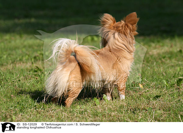 stehender Chihuahua / standing longhaired Chihuahua / SS-12029