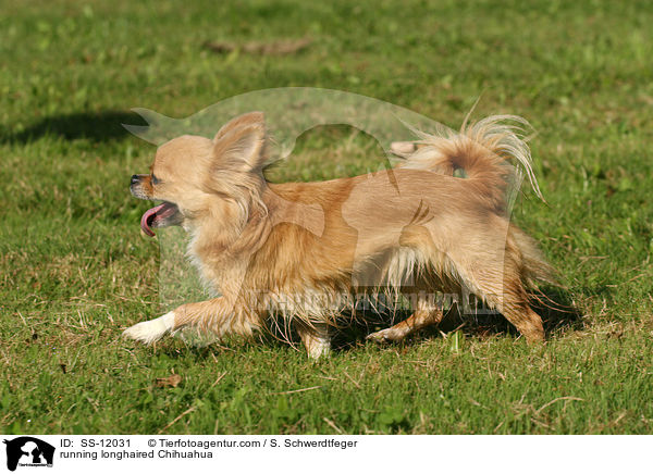 rennender Chihuahua / running longhaired Chihuahua / SS-12031