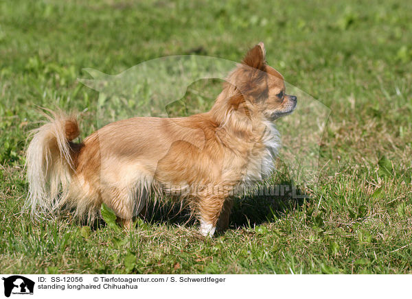 stehender Chihuahua / standing longhaired Chihuahua / SS-12056