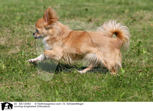 rennender Chihuahua / running longhaired Chihuahua / SS-12063