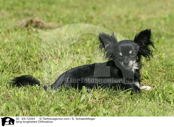 liegender Chihuahua / lying longhaired Chihuahua / SS-12064