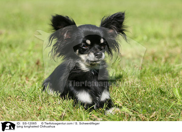 liegender Chihuahua / lying longhaired Chihuahua / SS-12065