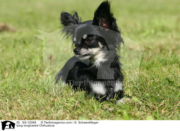 liegender Chihuahua / lying longhaired Chihuahua / SS-12066