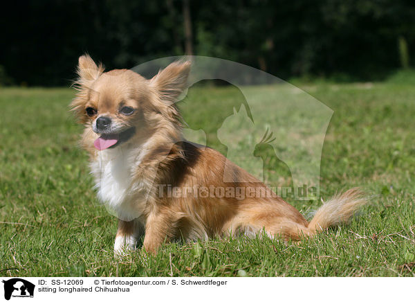 sitzender Chihuahua / sitting longhaired Chihuahua / SS-12069