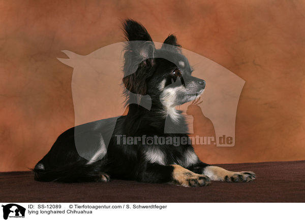 liegender Langhaarchihuahua / lying longhaired Chihuahua / SS-12089
