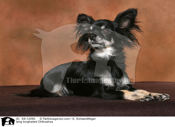 liegender Langhaarchihuahua / lying longhaired Chihuahua / SS-12090