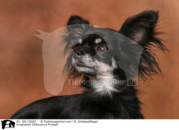 Langhaarchihuahua Portrait / longhaired Chihuahua Portrait / SS-12092
