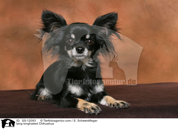 liegender Langhaarchihuahua / lying longhaired Chihuahua / SS-12093