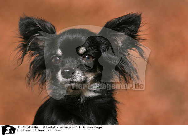 Langhaarchihuahua Portrait / longhaired Chihuahua Portrait / SS-12094