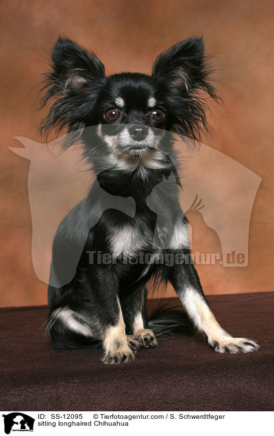 sitzender Langhaarchihuahua / sitting longhaired Chihuahua / SS-12095