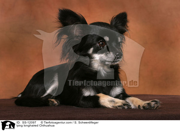 liegender Langhaarchihuahua / lying longhaired Chihuahua / SS-12097