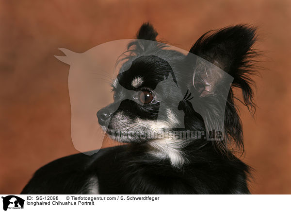 Langhaarchihuahua Portrait / longhaired Chihuahua Portrait / SS-12098