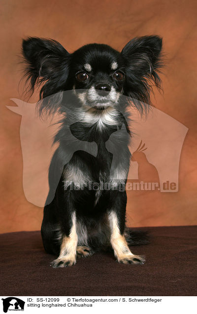 sitzender Langhaarchihuahua / sitting longhaired Chihuahua / SS-12099