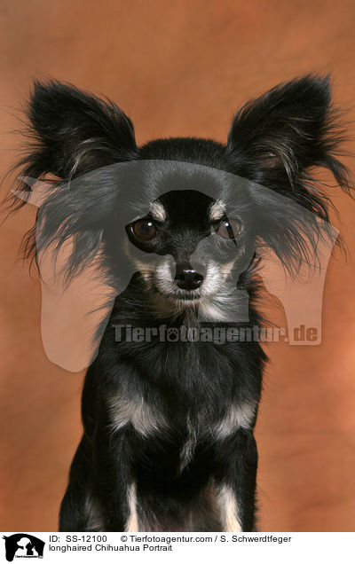 Langhaarchihuahua Portrait / longhaired Chihuahua Portrait / SS-12100