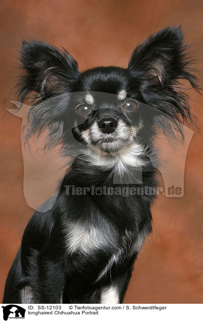 Langhaarchihuahua Portrait / longhaired Chihuahua Portrait / SS-12103
