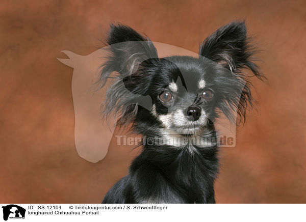 Langhaarchihuahua Portrait / longhaired Chihuahua Portrait / SS-12104