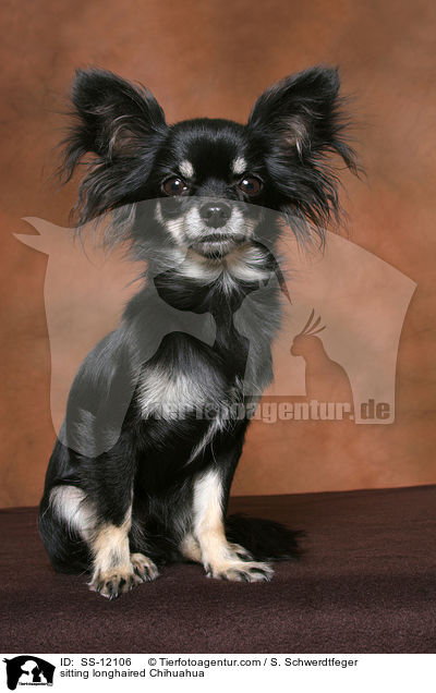 sitzender Langhaarchihuahua / sitting longhaired Chihuahua / SS-12106