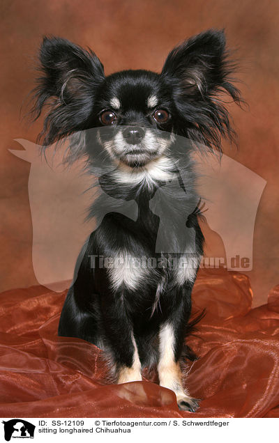 sitzender Langhaarchihuahua / sitting longhaired Chihuahua / SS-12109