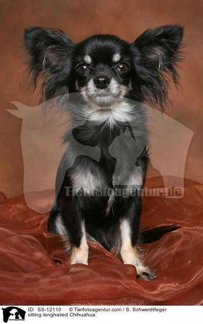 sitzender Langhaarchihuahua / sitting longhaired Chihuahua / SS-12110