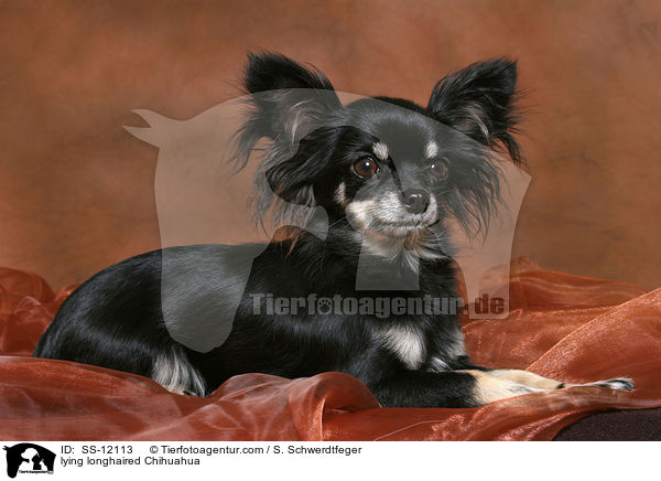 liegender Langhaarchihuahua / lying longhaired Chihuahua / SS-12113