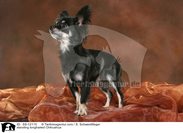 stehender Langhaarchihuahua / standing longhaired Chihuahua / SS-12115