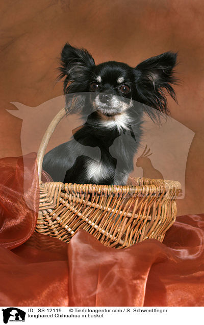 Langhaarchihuahua in Krbchen / longhaired Chihuahua in basket / SS-12119