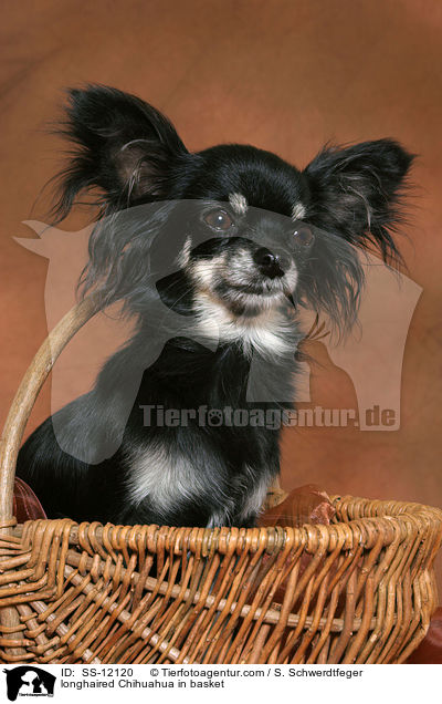 Langhaarchihuahua in Krbchen / longhaired Chihuahua in basket / SS-12120