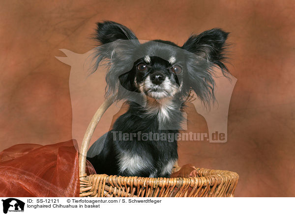 Langhaarchihuahua in Krbchen / longhaired Chihuahua in basket / SS-12121