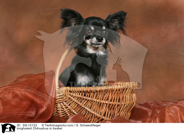 Langhaarchihuahua in Krbchen / longhaired Chihuahua in basket / SS-12122