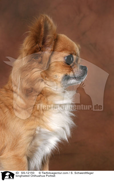 Langhaarchihuahua Portrait / longhaired Chihuahua Portrait / SS-12150