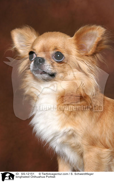 Langhaarchihuahua Portrait / longhaired Chihuahua Portrait / SS-12151