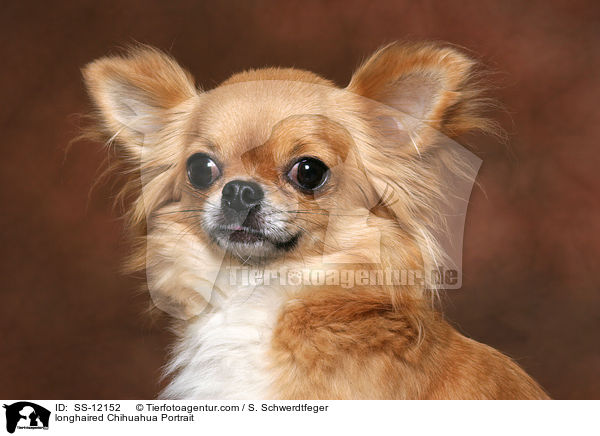 Langhaarchihuahua Portrait / longhaired Chihuahua Portrait / SS-12152
