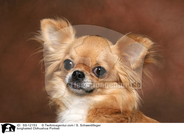 Langhaarchihuahua Portrait / longhaired Chihuahua Portrait / SS-12153