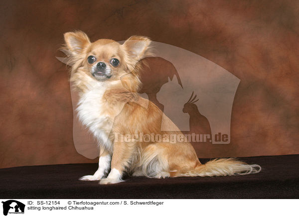 sitzender Langhaarchihuahua / sitting longhaired Chihuahua / SS-12154