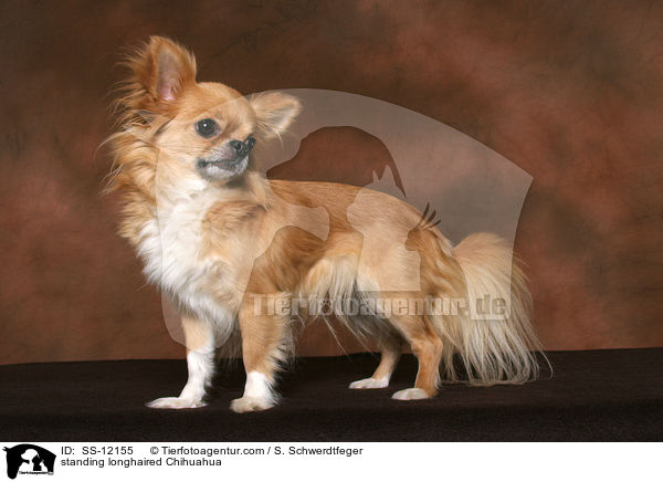 stehender Langhaarchihuahua / standing longhaired Chihuahua / SS-12155
