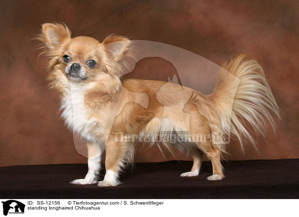 stehender Langhaarchihuahua / standing longhaired Chihuahua / SS-12156