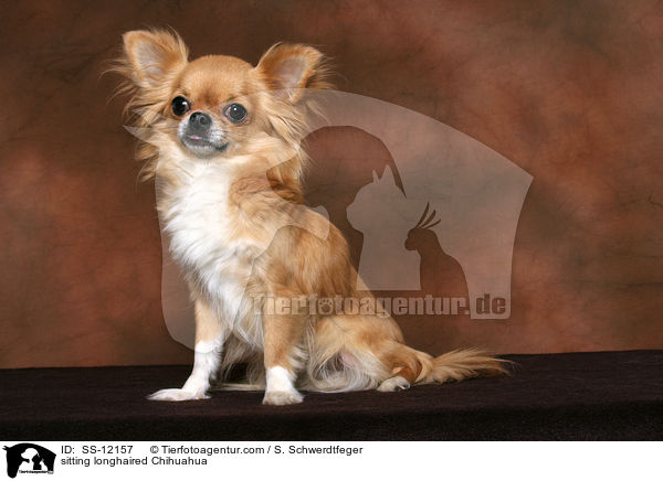 sitzender Langhaarchihuahua / sitting longhaired Chihuahua / SS-12157