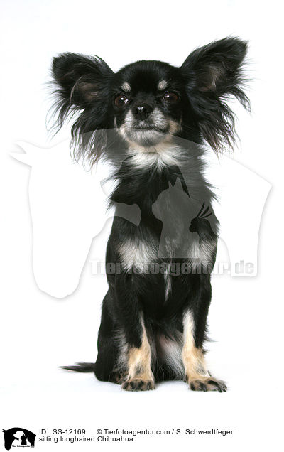 sitzender Langhaarchihuahua / sitting longhaired Chihuahua / SS-12169