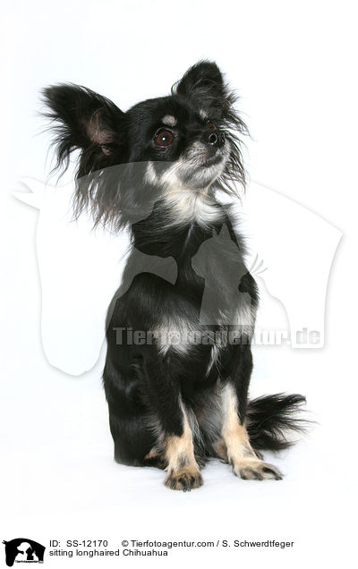 sitzender Langhaarchihuahua / sitting longhaired Chihuahua / SS-12170