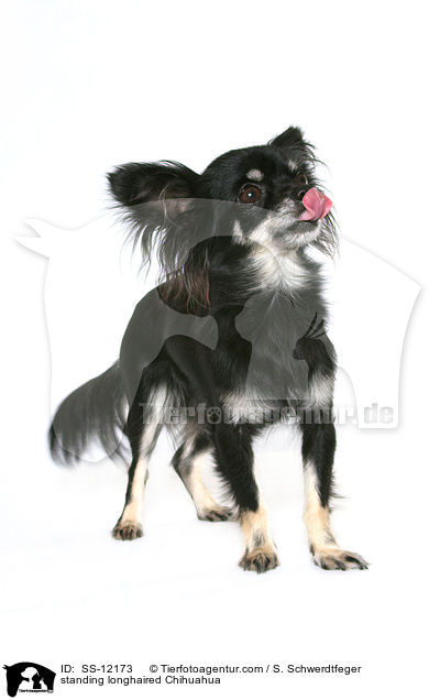 stehender Langhaarchihuahua / standing longhaired Chihuahua / SS-12173
