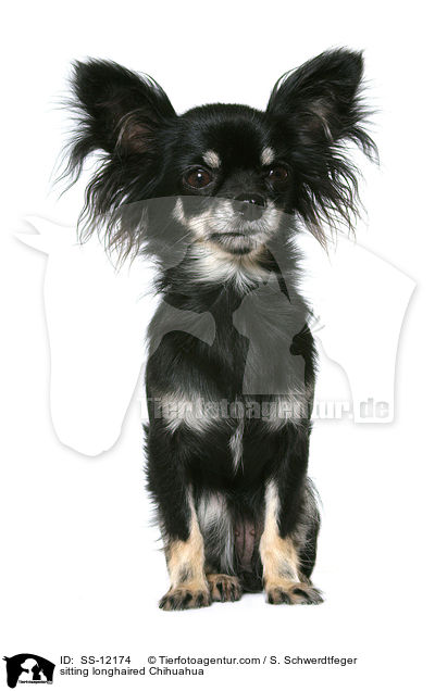 sitzender Langhaarchihuahua / sitting longhaired Chihuahua / SS-12174