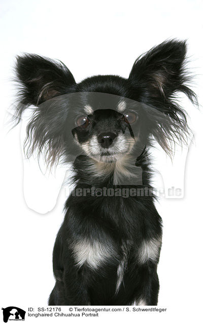 Langhaarchihuahua Portrait / longhaired Chihuahua Portrait / SS-12176