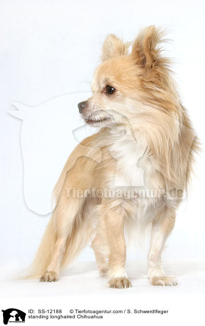 standing longhaired Chihuahua / SS-12188