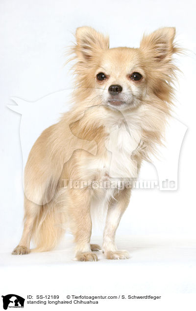 stehender Langhaarchihuahua / standing longhaired Chihuahua / SS-12189
