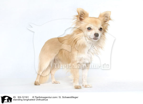 stehender Langhaarchihuahua / standing longhaired Chihuahua / SS-12191