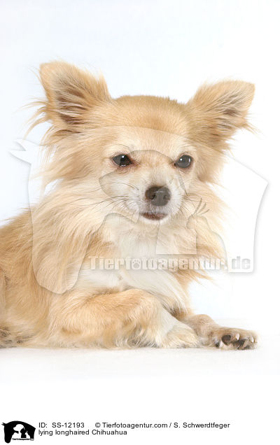 liegender Langhaarchihuahua / lying longhaired Chihuahua / SS-12193
